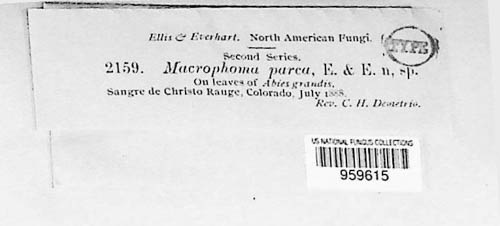 Sphaeropsis parca image